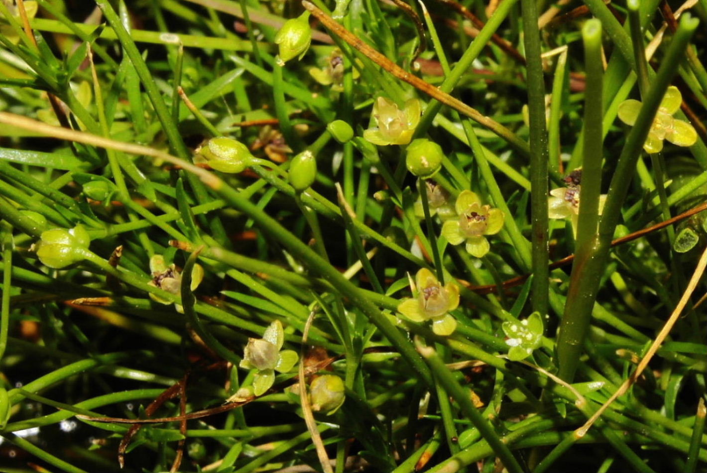 Sagina procumbens / Sagina sdraiata